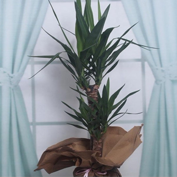  Antalya Çiçekçiler 2 li Yucca Salon Bitkisi